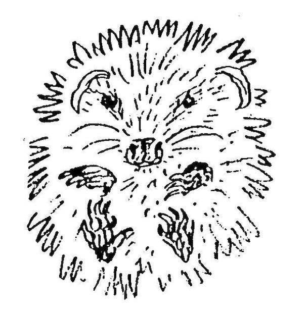 Jersey Hedgehog Preservation Group profile picture