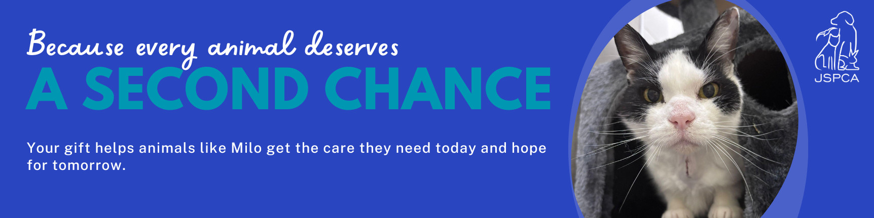 the JSPCA Animals' Shelter